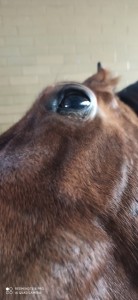 Create meme: horse eye photo full face, turbidity horse eye, horse eye closeup