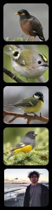 Create meme: great tit, chickadee