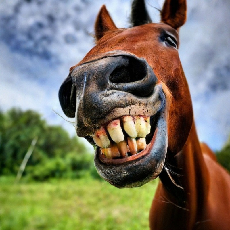 Create meme: smile horse, laughing horse, the smiling horse