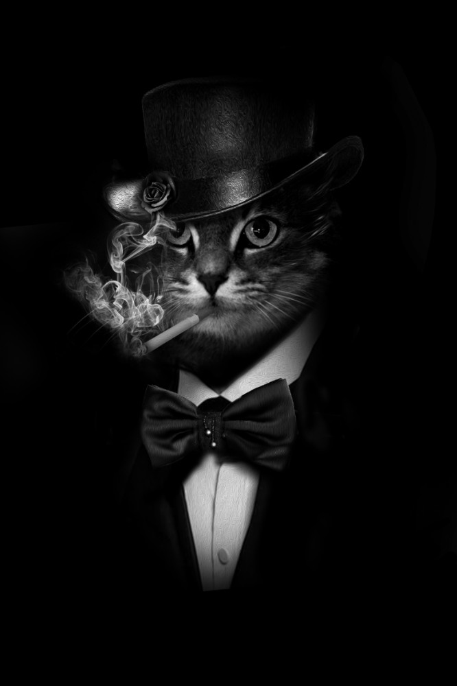 Черный кот в галстуке