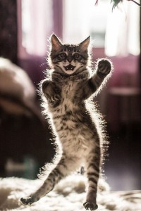 Создать мем: dance, the cat, kitty