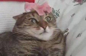 Create meme: cat, cat funny, cat in shock