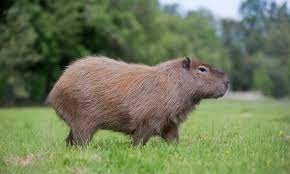 Create meme: nutria and capybara, a pet capybara, rodent capybara