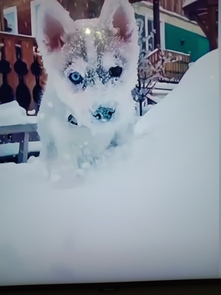 Husky in the snow meme