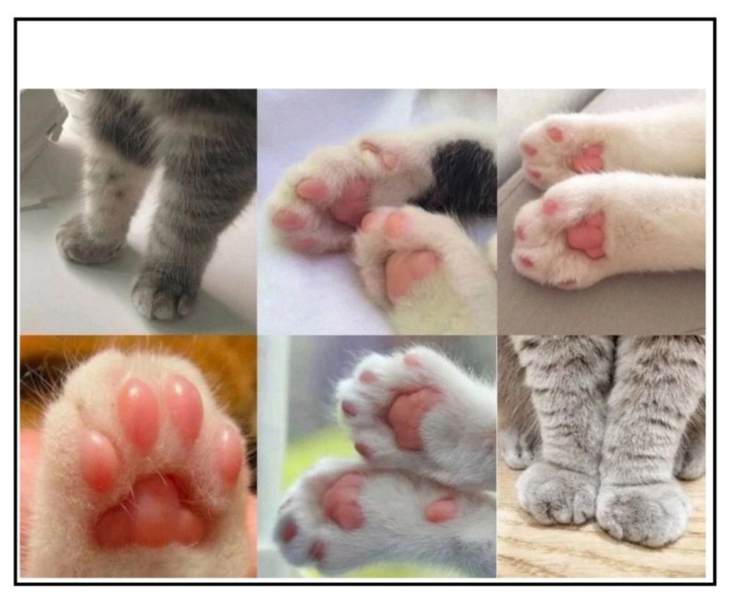Create meme: animals cute, the paw of an ordinary cat, cat paw