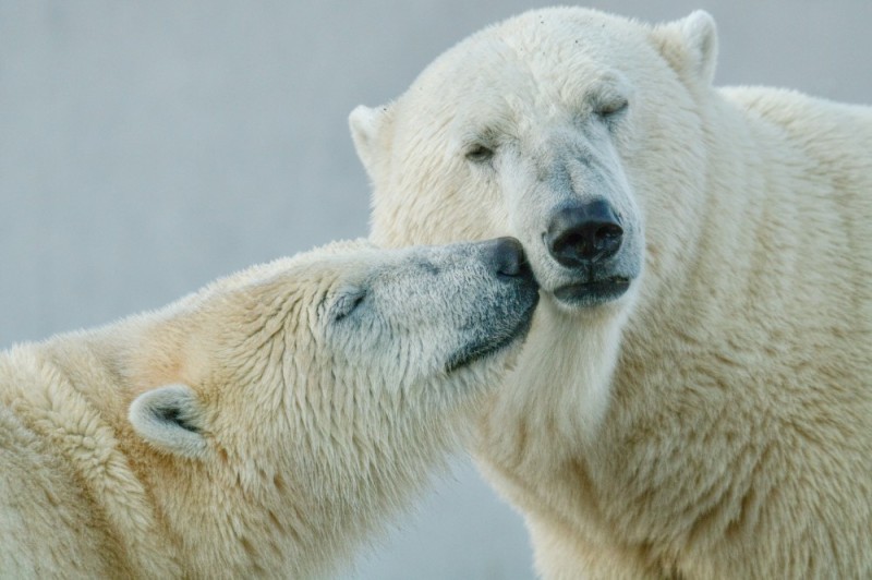 Create meme: polar bear , polar bear arctic, polar bear muzzle