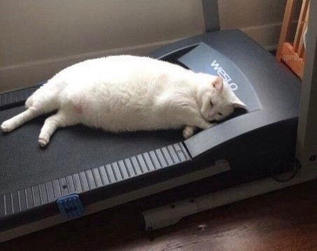 Create meme: cat on the treadmill, a cat on a treadmill, cat fatty