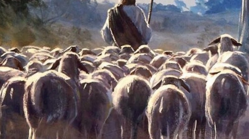 Create meme: a shepherd with sheep, shepherds, Lamar Valley Yellowstone