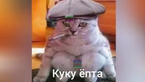 Create meme: cat , cat , cat Gopnik 