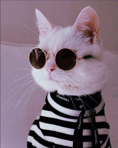 Создать мем: cool cat, милые котики, Кошка