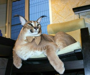 Create meme: Caracal