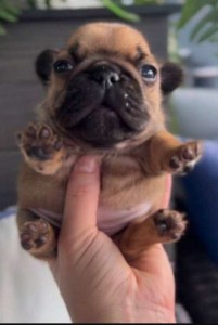 Create meme: bulldog puppy, breed pug, dog French bulldog