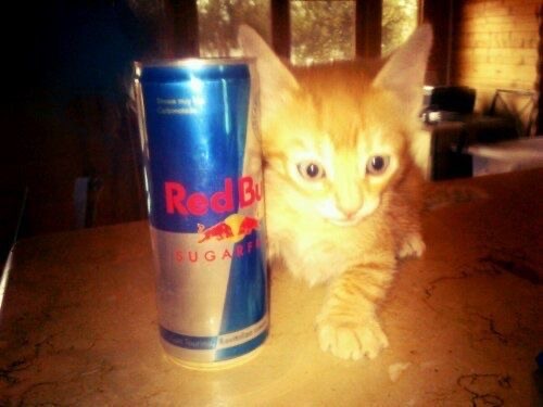 Create meme: red bull energy drink, 0.473 l, cat cat, cute cats funny