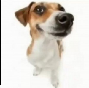 Create meme: Jack Russell Terrier, dog Jack Russell Terrier