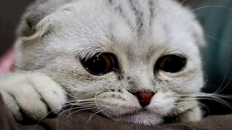 Create meme: cute sad cats, a kitten with sad eyes, sad cats