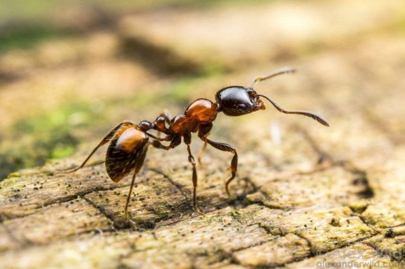 Create meme: ant , red forest ant (formica rufa), tree ants