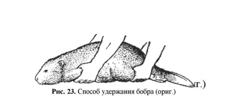 Создать мем: метод удержания бобра, 8 6 4 2 ручка бобра, способ укрыться от дождя при помощи бобра