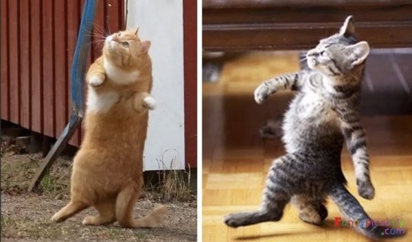 Create meme: cat , cat , cat on hind legs