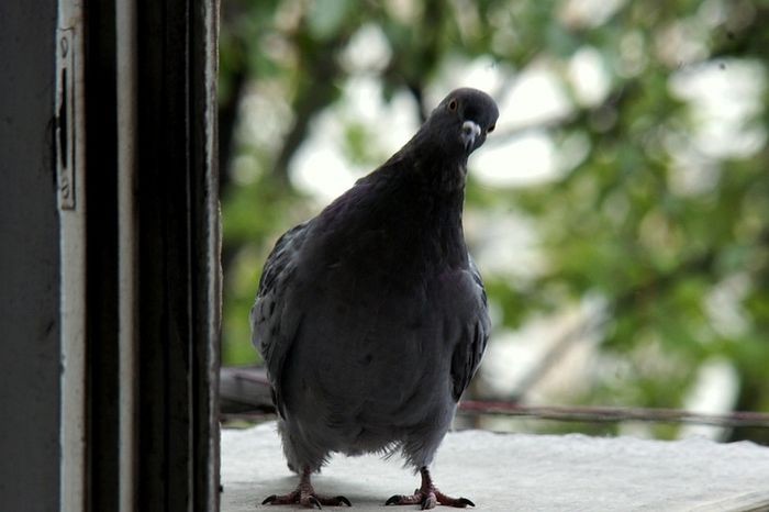 Create meme: meme pigeon , grey dove, pigeon outside the window