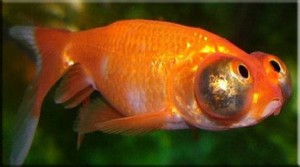 Создать мем: золотая рыбка, золотая рыбка аквариумная, звездочет рыбка аквариумная