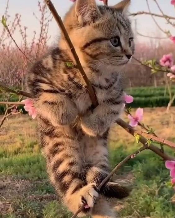 Create meme: spring cat, spring blossomed cats , spring cat