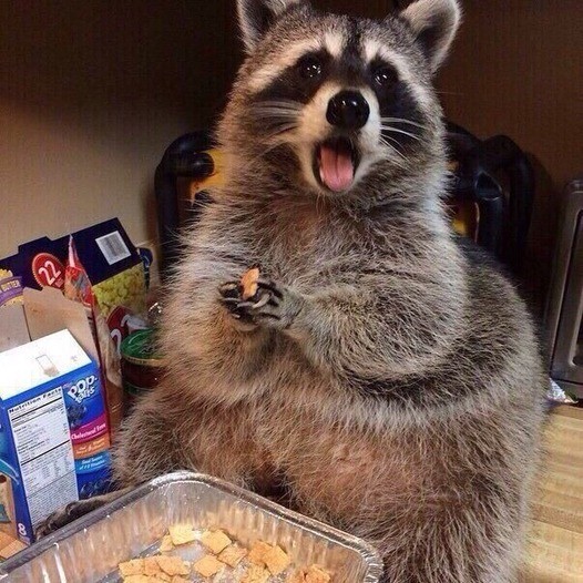 Create meme: Raccoon polosun eats, raccoon funny , raccoon gargle 