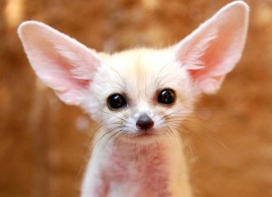 Create meme: Fennec Fox cub