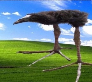 Create meme: ostriches, ostrich bird