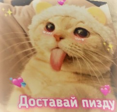 Create meme: very cute cats, Cat, cute cats