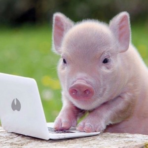 Create meme: mini pig, piglets mini piggies