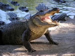 Создать мем: крокодилы аллигаторы сша картинки, картинки аллигатора и крокодила, фотографии крокодилов и аллигаторов