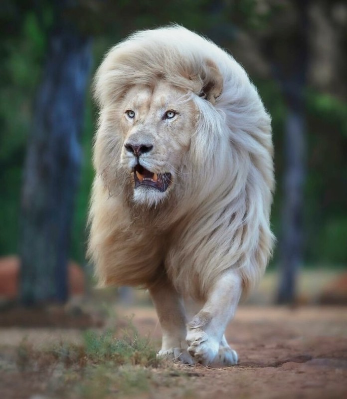 Создать мем: животные лев, белый лев мойя, животные альбиносы львы