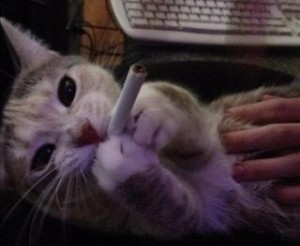 Создать мем: кот с сигаретой, кошка