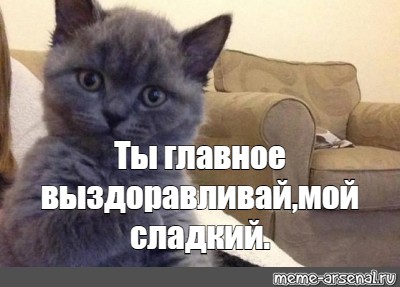 Котик не болей картинки