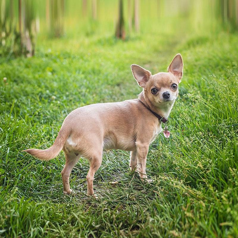 Create meme: chihuahua dwarf, chihuahua shorthair, chihuahua