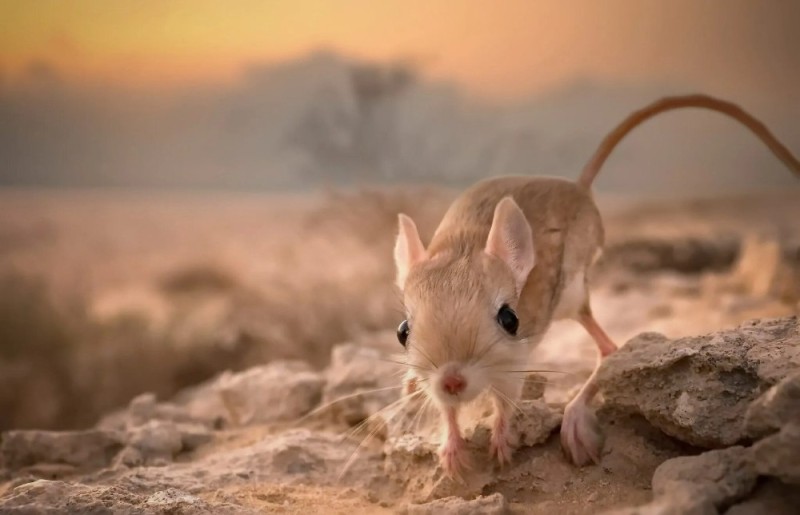 Create meme: jerboa animal, mexican jerboa, big jerboa