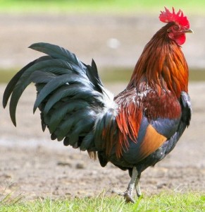 Create meme: Ko Ko, roosters, gallo