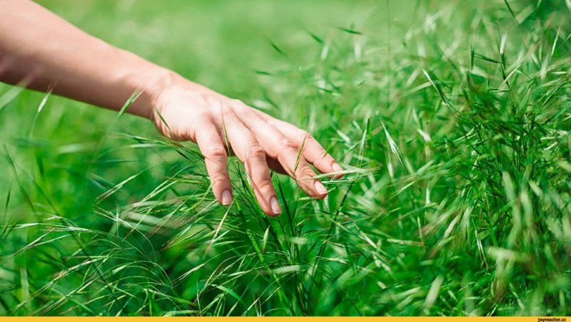 Create meme: touching the grass, herbs, A hand touches the grass