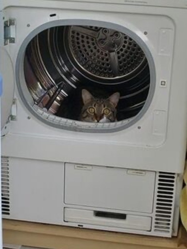 Create meme: the cat in the dryer, cat in the washing machine, the cat in the washing machine