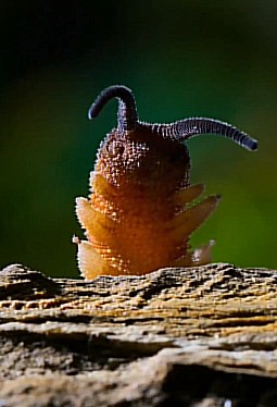 Create meme: velvet worms onychophores, velvet worms, common slug