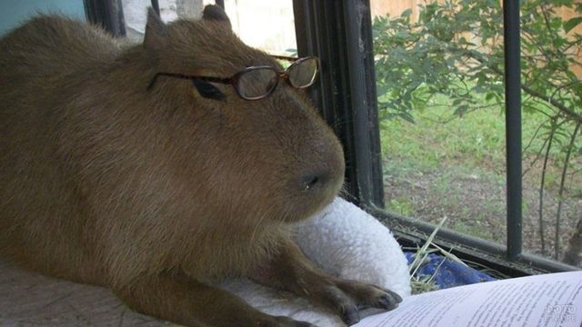 Create meme: capybara meme, funny capybaras, rodent capybara