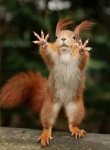 Create meme: protein, funny squirrels, funny squirrel