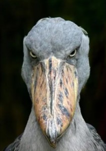 Create meme: the shoebill bird, the shoebill Heron Royal, the shoebill