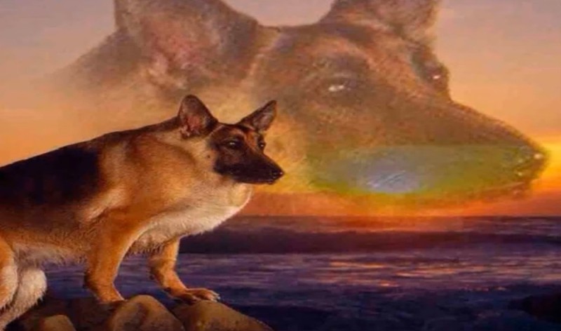 Create meme: shepherd max, the shepherd meme, German shepherd meme