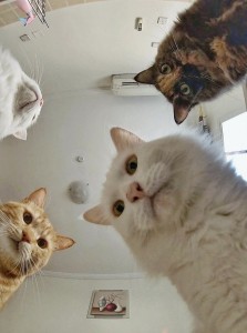 Create meme: cat, Cat, cat