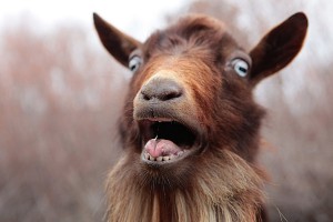 Create meme: goat, funny goat