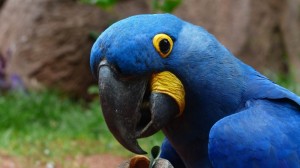 Create meme: parrot photo picture, blue macaw, Ara parrot