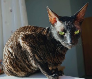 Create meme: dog Cornish Rex photo, how I live Cornish Rex, Rex Devon, Cornish and Selkirk