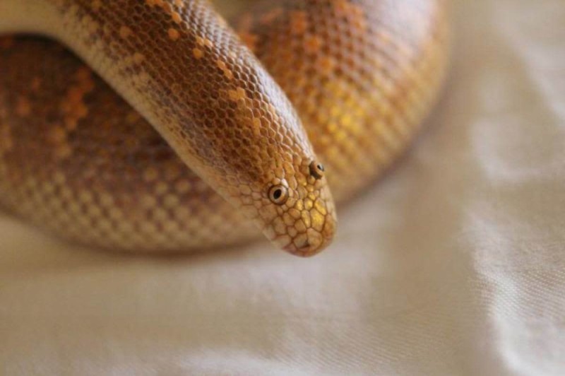 Create meme: sand boa, Arabian sand boa, The snake is a sand boa constrictor