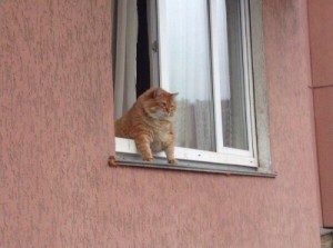 Создать мем: котейка, кот в окне привет, кот в окне мем